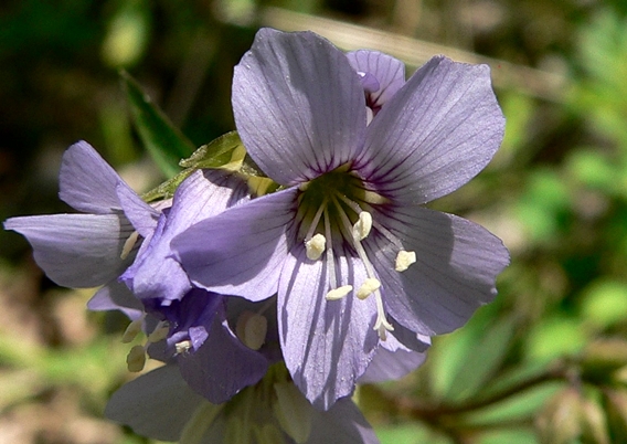 {Polemonium reptans}
